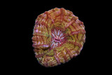 Large Rainbow Button Coral