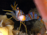 Bopyrid Isopods in the Aquarium