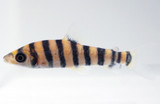 The Banded Leporinus (Leporinus fasciatus)