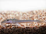 Peruvian Sturgeon Catfish (Leptodoras acipenserinus)