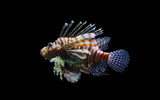 The Indian Ocean Volitan Lionfish