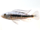 Mutumbi Hunter (Lipochromis sp.)