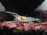 Chameleon shrimp (Macrobrachium scabriculum)