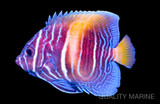 Aquacultured Pomacanthus maculosus