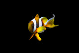 Madagascar Clown