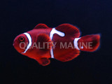 Aquacultured Maroon Goldflake Clownfish (Premnas biaculeatus)
