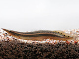 Peacock Striped Eel (Mastacembelus aral)