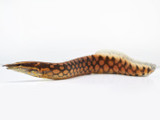The Tire Track Eel (Mastacembelus armatus)