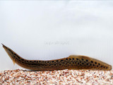 Black Spotted Eel (Mastacembelus dayi)