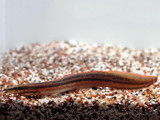 Fire Eel (Mastacembelus erythrotaenia)