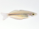 The Goyder River Rainbowfish (Melanotaenia trifasciata)