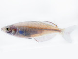 Ajamaru Rainbowfish (Melanotaenia ajamaruensis)