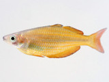 Ammer’s Rainbowfish (Melanotaenia ammeri)