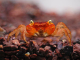 Red Apple Crab (Metasesarma aubryi)