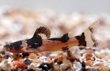 Bumblebee Catfish (Microglanis iheringi)