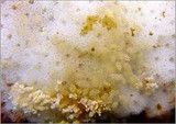 Revisited: The Montipora Eating Nudibranch