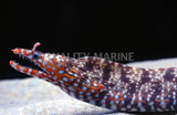 Dragon Moray (Enchelycore pardalis)