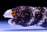 Morays In The Reef Tank?