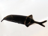 Elephant Nose (Mormyid sp.)