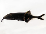 The Fishes Of Africa (That Aren’t Rift Lake Cichlids) - Part Two
