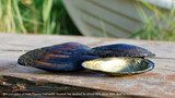 Mussels are disappearing from the Thames and growing smaller- and it’s partly because the river is cleaner