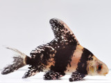 The Chinese Hi Fin Banded Shark (Myxocyprinus asiaticus)