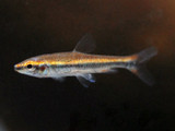 Beckford’s Pencilfish (Nannostomus beckfordi)