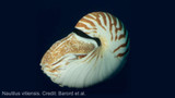 Three new nautilus species described from the Coral Sea and South Pacific