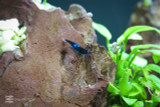 You Need a Neocaridina Shrimp Tank