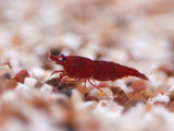Bloody Mary Shrimp (Neocaridina davidi)