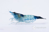 ​Neocaridina davidi