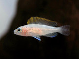 Aquacultured Caudopunctatus Cichlid (Neolamprologus caudopunctatus)