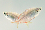 The Neon Dwarf Rainbowfish (Melanotaenia praecox)