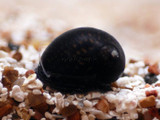 Batik Nerite Snail (Neritina sp.)
