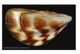 New insights into Zebra mussel attachment fibers offer potential solutions to combat invasive species