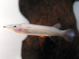 Aquaculutred Celebes Half Beaks (Nomorphamphus liemi)