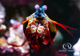 The Colorful Clown Mantis Shrimp