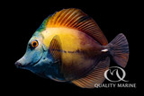 One Fish, Two Fish, Red Fish, Blue Face Koi