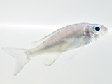 The Golden Tip Cichilid (Ophthalmotilapia nasuta)