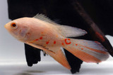 Longfin Albino Tiger Oscar Cichlid (Astronotus ocellatus)