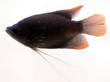 Giant Red Tail Gourami (Osphronemus laticlavius)