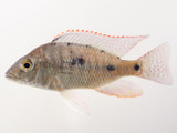 Otopharynx tetrastigma Cichlid