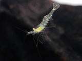 Ghost Shrimp (Palaemonetes sp)