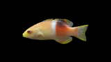 Bodacious Bodianus Atrolumbus