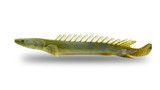 The Palmas Bichir (Polypterus palmas)