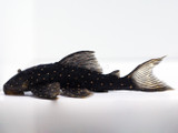 Mustard Spot Pleco Panaqolus albomaculatus