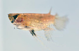 The Butterfly Fish (Pantodon buchholzi)