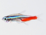 Ten Tremendously Tiny Freshwater Fishes