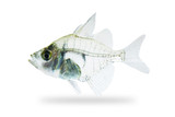 Glassfish (Parambassis lala)