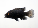 Black Diamond Cichlid (Paratilapia polleni)